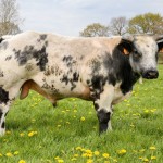 Vlees eesveen ons vee