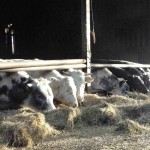 Vleesboerderij eesveen ons vee