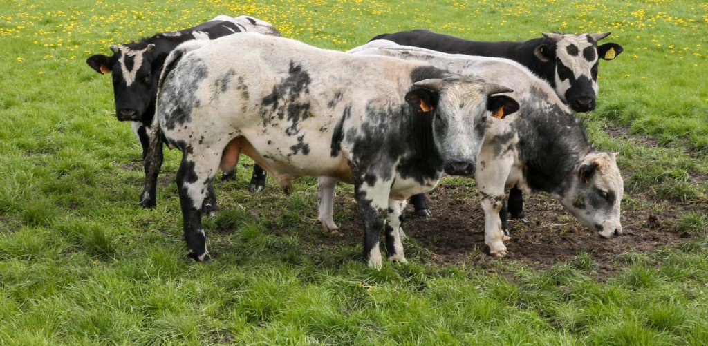 vlees kopen vleespakket eesveen